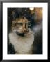 Portrait Of A Cat by James L. Stanfield Limited Edition Print