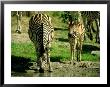 Plains Zebras Drink From A Water Hole by Beverly Joubert Limited Edition Print