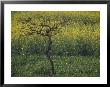 A View Of A Mustard Field, Grown For The Oil, In The Southern Countryside Of Rajasthan State by Bill Ellzey Limited Edition Print