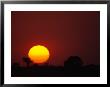 African Sunset by Beverly Joubert Limited Edition Print