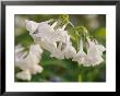 Close View Of Bluebell Flowers by Stephen Alvarez Limited Edition Pricing Art Print