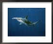Great Hammerhead Shark by Brian J. Skerry Limited Edition Pricing Art Print