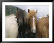 Horses Huddle Together by Sisse Brimberg Limited Edition Pricing Art Print