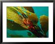 Red Crab On A Kelp Plant, Close View by Bill Curtsinger Limited Edition Print