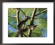 An Amythystine Python Slithers Through The Tree Branches by Roy Toft Limited Edition Print