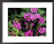 A Purple Passion Butterfly Lands On Pink Flowers by Roy Toft Limited Edition Print