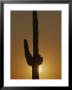 A Setting Sun Silhouettes A Saguaro Cactus by Bates Littlehales Limited Edition Print