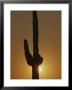 A Setting Sun Silhouettes A Saguaro Cactus by Bates Littlehales Limited Edition Pricing Art Print