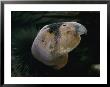 A Young California Condor, The First Hatchling Born In Captivity by Roy Toft Limited Edition Print