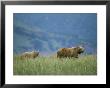 A Juvenile Alaskan Brown Bear Follows Its Mother by Roy Toft Limited Edition Print