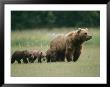 An Alaskan Brown Bear Leads Her Three Cubs by Roy Toft Limited Edition Print