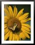 A Yellow Swallowtail Butterfly Sits On A Sunflower In The Sun by Taylor S. Kennedy Limited Edition Pricing Art Print