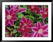 Clematis by George Grall Limited Edition Pricing Art Print