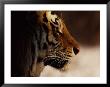A Close Profile View Of A Siberian Tiger by Marc Moritsch Limited Edition Print