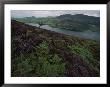 Lake District View From A Hillside Blanketed In Heather by Annie Griffiths Belt Limited Edition Print