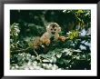 A Squirrel Monkey Hides In The Brush by Roy Toft Limited Edition Print