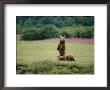 An Alaskan Brown Bear Guards Her Cubs by Roy Toft Limited Edition Pricing Art Print