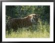 A Tiger In The Grass by Dr. Maurice G. Hornocker Limited Edition Pricing Art Print