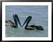 Brown Pelicans Touching Beaks by Robert Madden Limited Edition Print