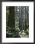 A Hiker Dwarfed By Towering Eucalyptus Trees by Bill Hatcher Limited Edition Print
