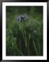 A Solitary Purple Iris Surrounded By Greenery by Raymond Gehman Limited Edition Print