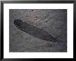 Earliest Known Bird Fossil Found In 1861 In The Bed Of An Ancient Lagoon In Bavaria by O. Louis Mazzatenta Limited Edition Print