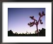 Silhouetted Joshua Trees At Sunset by Rich Reid Limited Edition Print