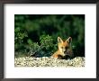 Red Fox (Vulpes Vulpes) Juvenile, Boreal Forest, Manitoba, Canada by Norbert Rosing Limited Edition Print