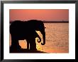 African Elephants Silhouetted Against The Water by Beverly Joubert Limited Edition Print