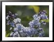 Close View Of Hyacinth Lilacs (Syringa Hyachinthiflora) by Darlyne A. Murawski Limited Edition Pricing Art Print