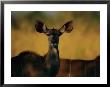 Greater Kudu by Beverly Joubert Limited Edition Pricing Art Print