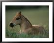 A Close View Of A Wild Colt Lying In A Field by Chris Johns Limited Edition Print