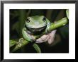 Close View Of A Green Tree Frog by Jason Edwards Limited Edition Pricing Art Print