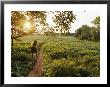 A Cyclist Rides On A Trail Through A Soybean Field by Skip Brown Limited Edition Pricing Art Print