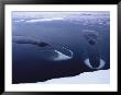 Greenland Right Whales Swimming Underwater by Paul Nicklen Limited Edition Print