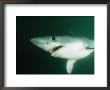 A Close View Of A Shark by Nick Caloyianis Limited Edition Print