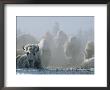 A Frost-Covered Herd Of American Bison Brave The Freezing Winter Weather by Tom Murphy Limited Edition Print