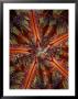 Close View Of Poisonous Fire Urchin Spines by Wolcott Henry Limited Edition Print