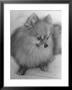 Pomeranian by Alfred Eisenstaedt Limited Edition Print