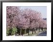 Prunus Cerasifera Pissardii Lining A Road With Blossom In Spring by Michele Lamontagne Limited Edition Print