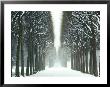 Snow On Tree Lined Avenue In Park, Misty View Parc De Sceaux, France by Martine Mouchy Limited Edition Print