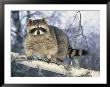 Montana, Raccoon by Michele Burgess Limited Edition Print