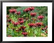 Monarda (Squaw) by Mark Bolton Limited Edition Print