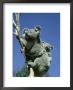 Koala, Carrying 5 Month Old Baby, Australia by Overseas Press Agency Limited Edition Pricing Art Print