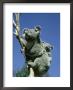 Koala, Carrying 5 Month Old Baby, Australia by Overseas Press Agency Limited Edition Print