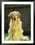 Portrait Of Golden Retriever by Chip Henderson Limited Edition Pricing Art Print