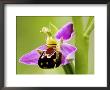 Bee Orchid, Close Up Of Single Flower, Uk by David Clapp Limited Edition Print