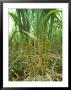 Sugar Cane, Malaysia by Harold Taylor Limited Edition Print