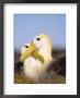 Waved Albatross, Pair Bonding, Espanola Island, Galapagos by Mark Jones Limited Edition Print