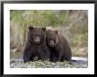 Grizzly Bear, Two Cubs Sitting Together, Alaska by Mark Hamblin Limited Edition Pricing Art Print